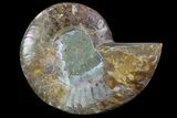 Agatized Ammonite Fossil (Half) - Madagascar #83869-1